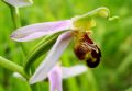 Ophrys apifera